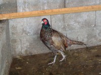 /album/aves/dsc02028-jpg/