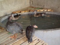 /album/aves/dsc02029-jpg/