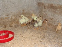 /album/aves/dsc02051-jpg/