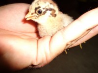 /album/aves/dsc02073-jpg/