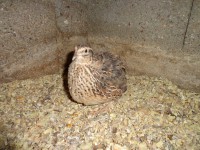 /album/aves/dsc02089-jpg/
