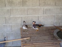 /album/aves/dsc02194-jpg/
