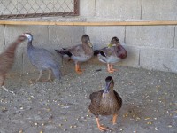 /album/aves/dsc02196-jpg/