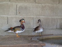 /album/aves/dsc02200-jpg/