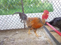 /album/aves/dsc02207-jpg/
